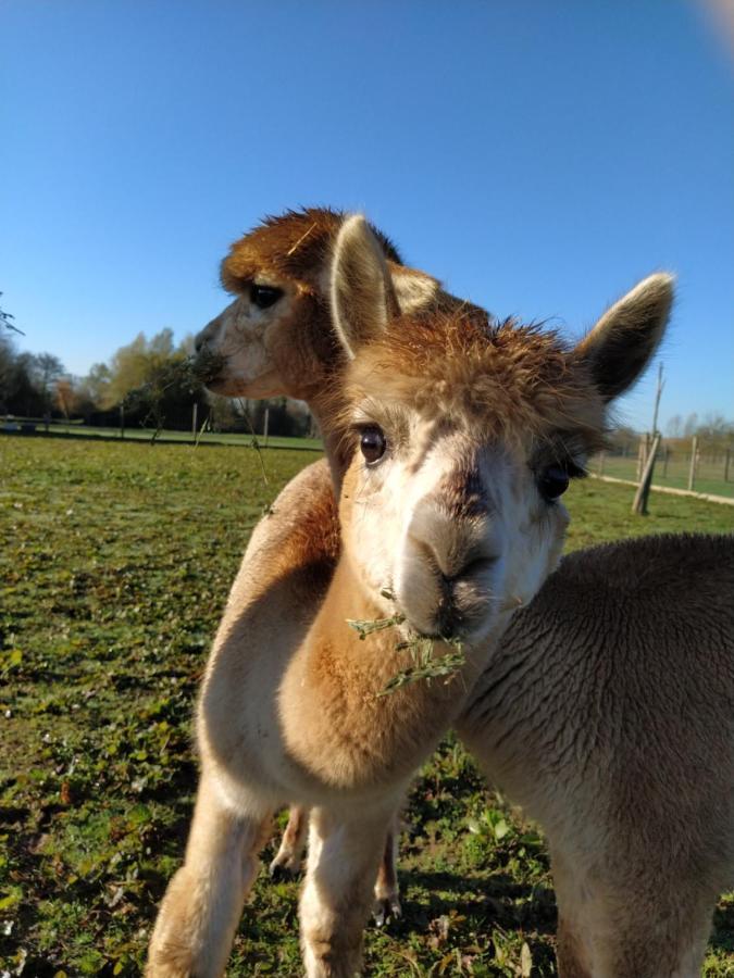 Bed and Breakfast Domaine Ramonjavel, Glamping & Alpaca'S Fongrave Exterior foto